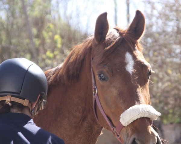 Dressurpferd Megajoule (Deutsches Sportpferd, 2018, von Blue Hors Baron)