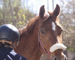 Cavallo da Dressage Megajoule (Cavallo Sportivo Tedesco, 2018, di Blue Hors Baron)