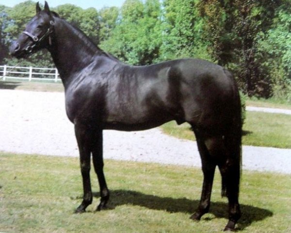 stallion Rose Laurel xx (Thoroughbred, 1970, from Klairon xx)