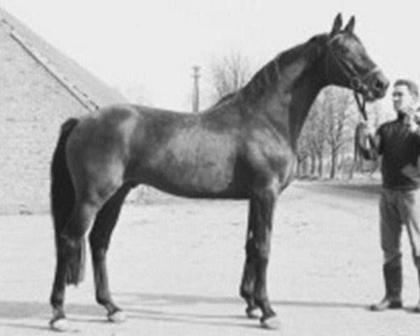 stallion Miracolo xx (Thoroughbred, 1958, from Tantième xx)