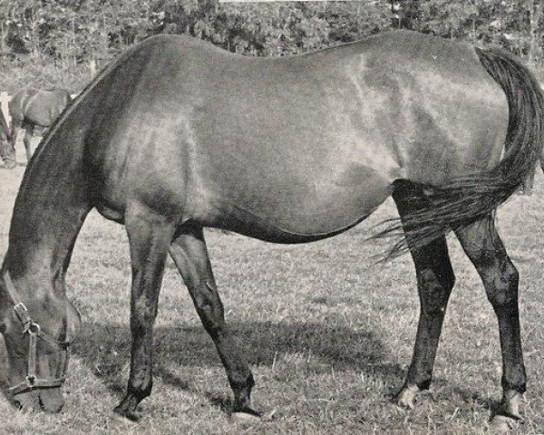 broodmare Mainkür xx (Thoroughbred, 1940, from Janus IV xx)