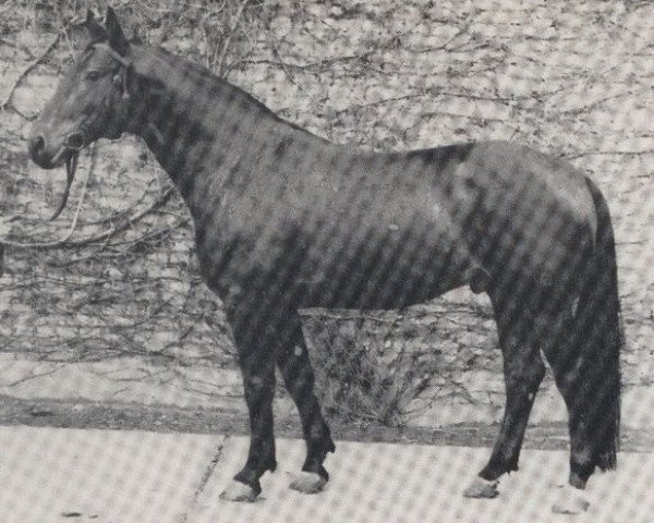 Deckhengst Frühlicht I (Westfale, 1955, von Frühsport 3327)