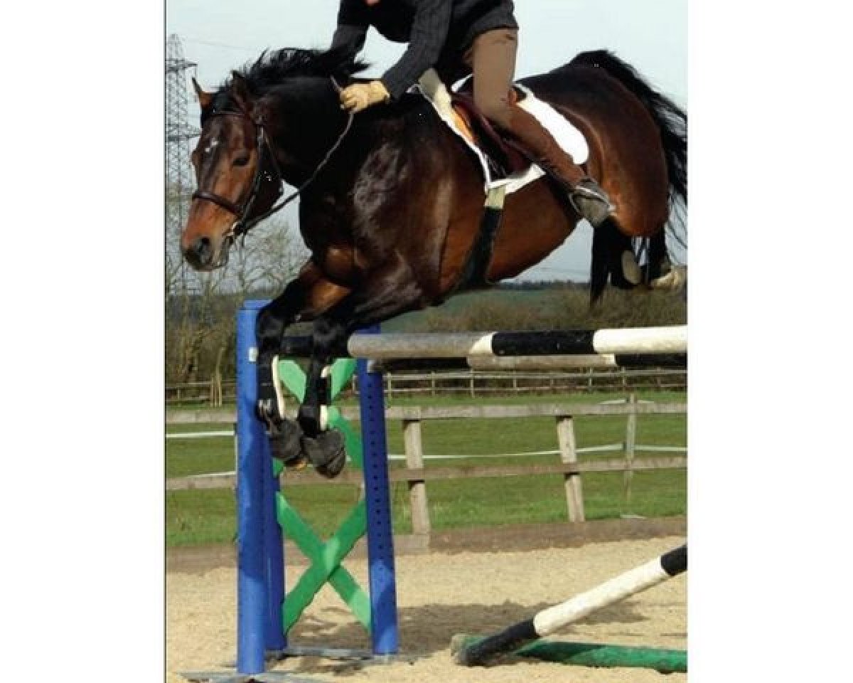 stallion Loxley (Westphalian, 1996, from Lancer III)