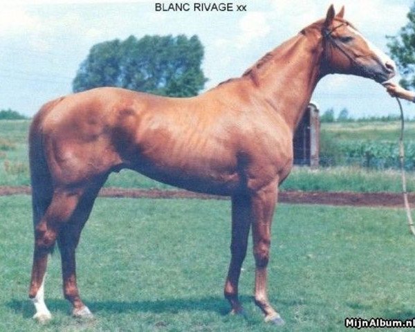 Deckhengst Blanc Rivage xx (Englisches Vollblut, 1974, von Riverman xx)
