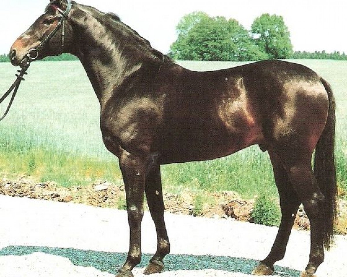 Deckhengst Lightning Star (Württemberger, 1985, von Lincoln)