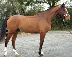 dressage horse Sambafranz (Westphalian, 2008, from Sambatänzer)