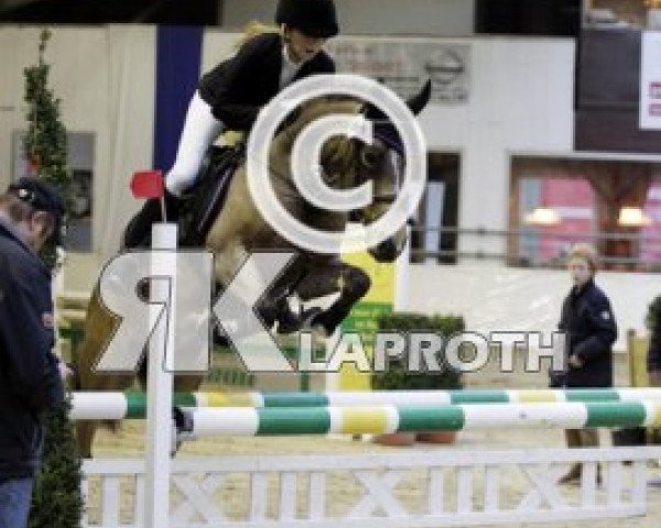 Springpferd Otello 38 (Deutsches Reitpony, 2001, von Okay Big Bambu)