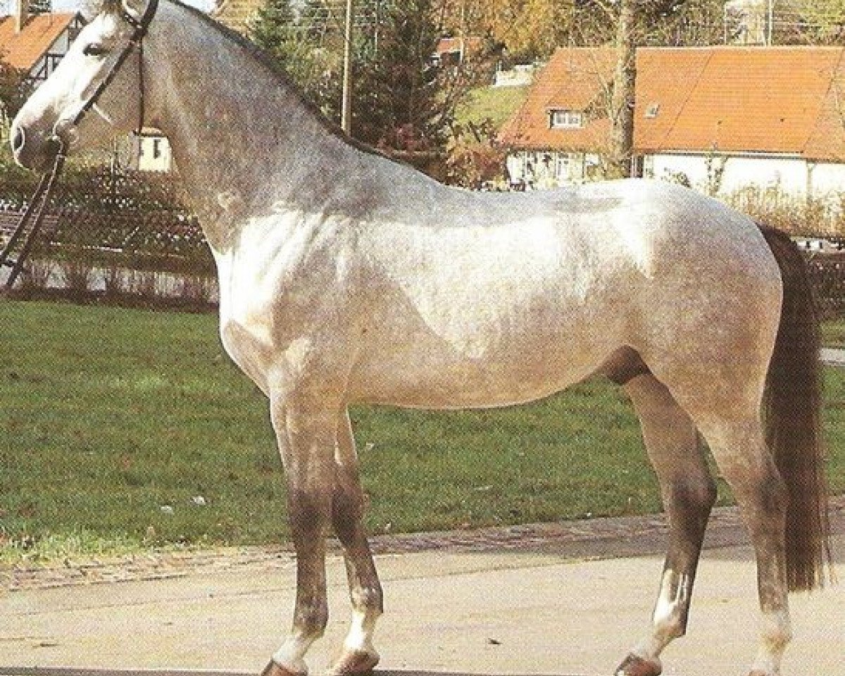 Deckhengst Wanilo (Württemberger, 1989, von Wanninger)