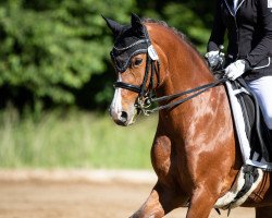broodmare Dolly Danger T (German Riding Pony, 2003, from Don Joshi)