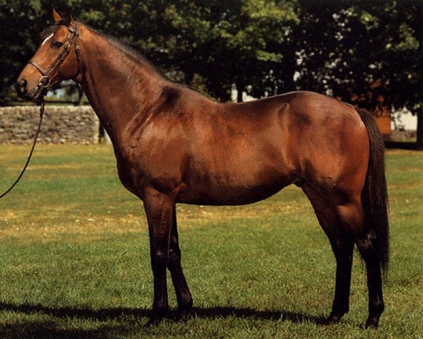 stallion Lyphard's Wish xx (Thoroughbred, 1976, from Lyphard xx) stallion Lyphard's Wish xx (Thoroughbred, 1976, from Lyphard xx)