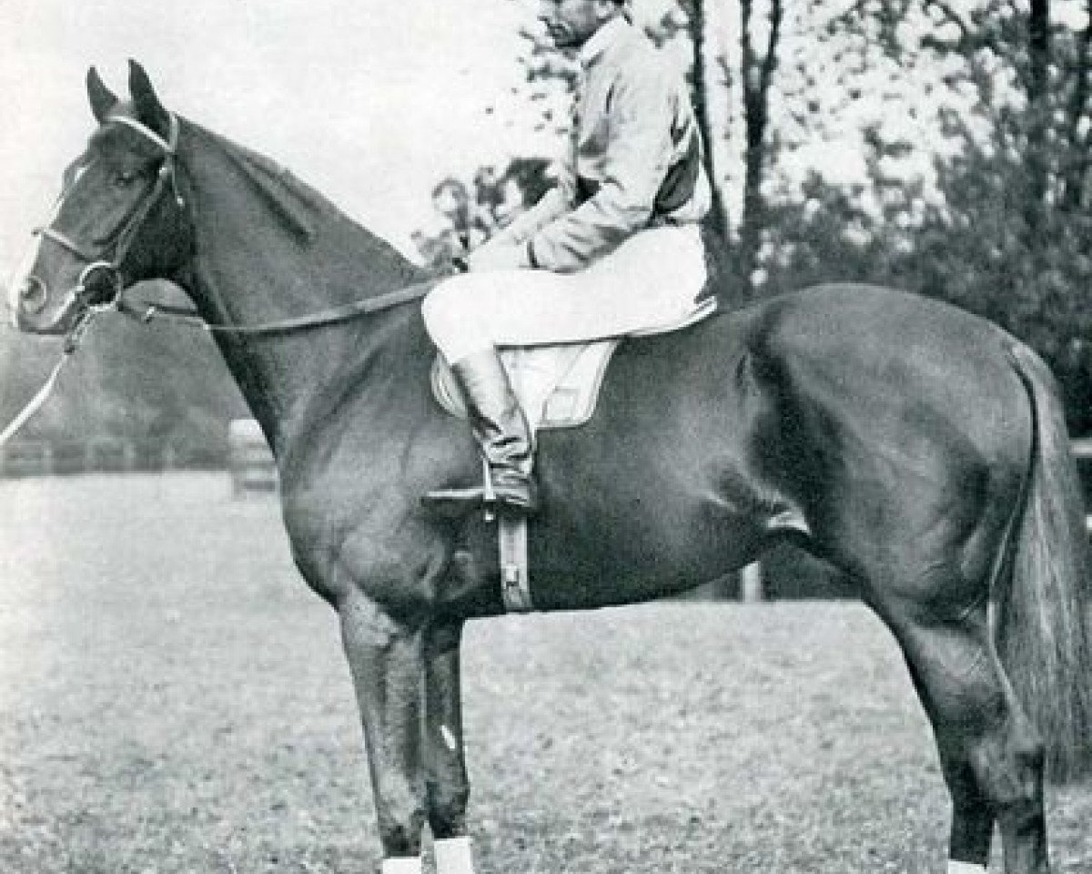 stallion Signal Light xx (Thoroughbred, 1936, from Pharos xx)