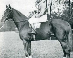 stallion Signal Light xx (Thoroughbred, 1936, from Pharos xx)