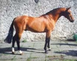 Deckhengst Bergerac (KWPN (Niederländisches Warmblut), 1983, von Nimmerdor)