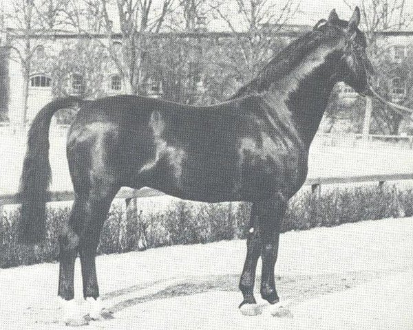 stallion Durchlaucht (Westphalian, 1961, from Duellant 3586)