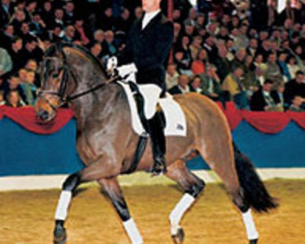 Deckhengst San Rubin (Oldenburger, 2000, von Sandro Hit) Deckhengst San Rubin (Oldenburger, 2000, von Sandro Hit)