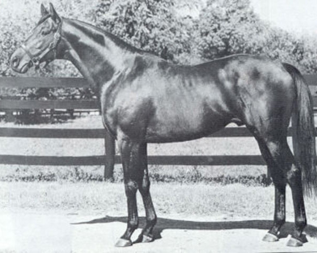 stallion Mr. Leader xx (Thoroughbred, 1966, from Hail to Reason xx)