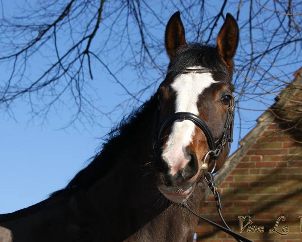 broodmare Viva La Vita (German Riding Pony, 2008, from Bodyguard P)