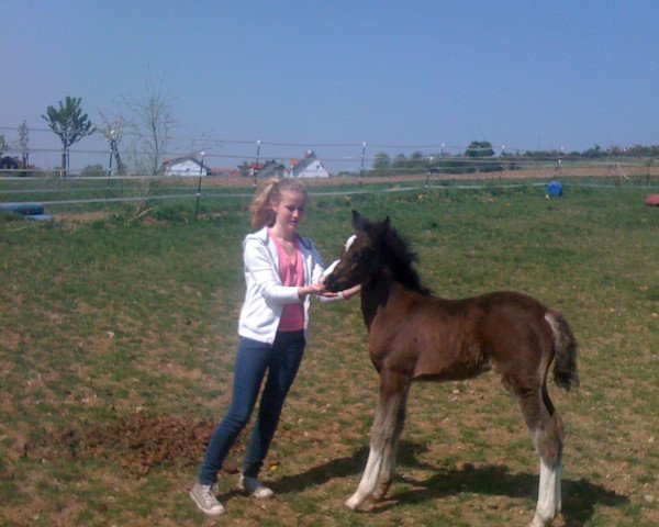 broodmare Noix de Coco (German Riding Pony, 2011, from Heidbergs Nancho Nova) broodmare Noix de Coco (German Riding Pony, 2011, from Heidbergs Nancho Nova)