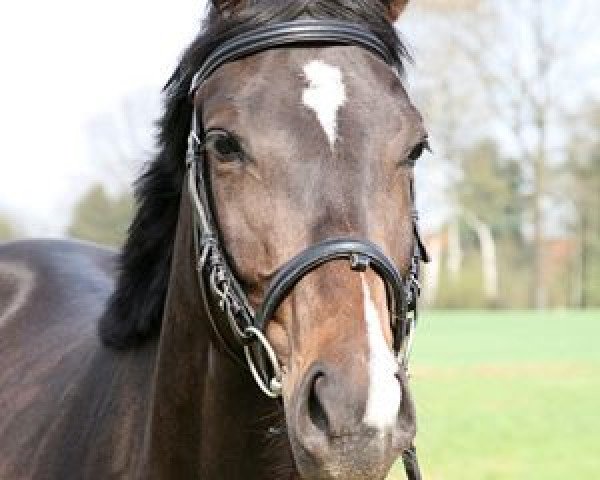 dressage horse Avantina (Oldenburg, 2008, from Airport)