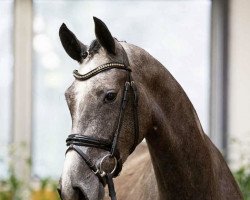horse Dancing Rose (Hanoverian, 2018, from Don Martillo)