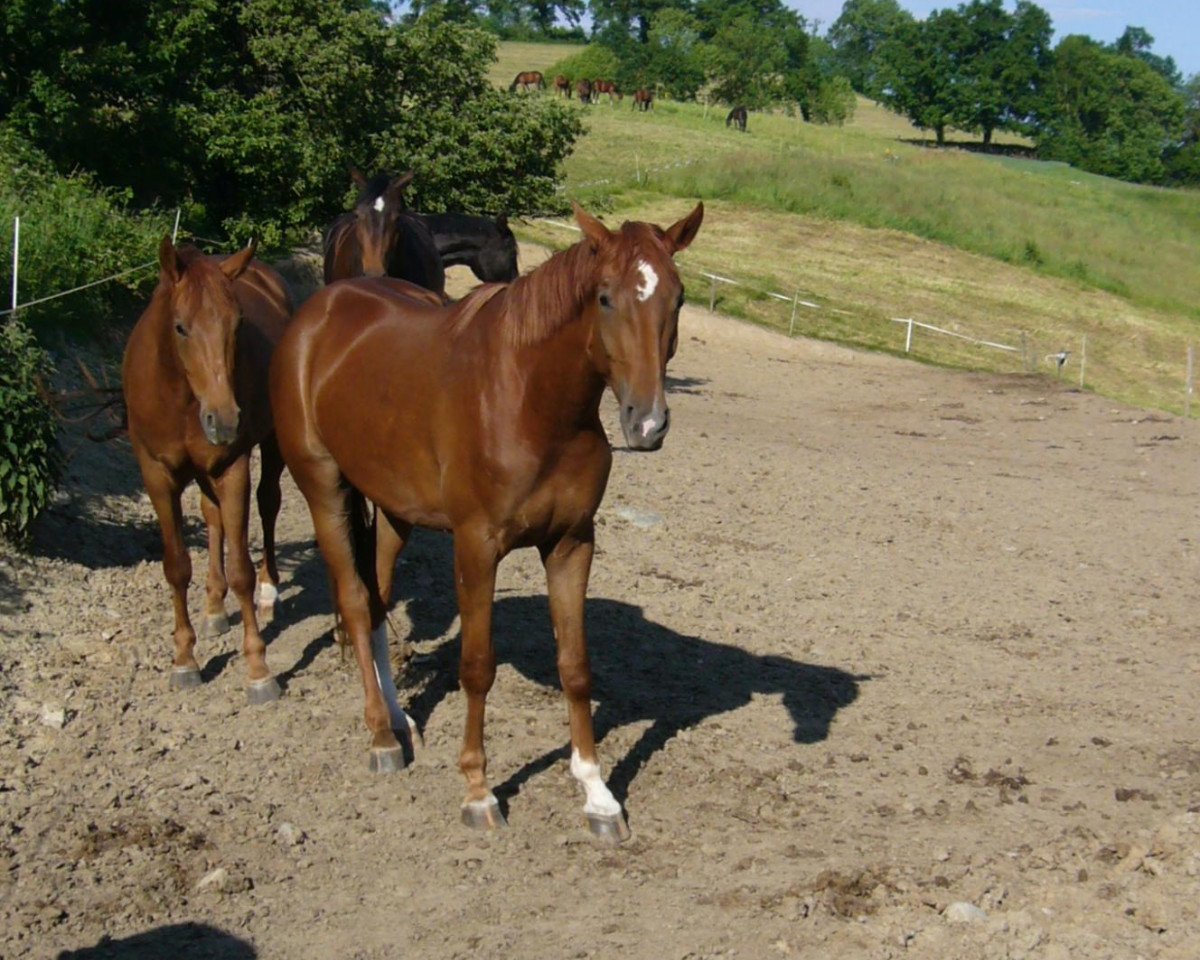 Zuchtstute Aurora Grand KWG (Oldenburger, 2009, von Raccato KWG)
