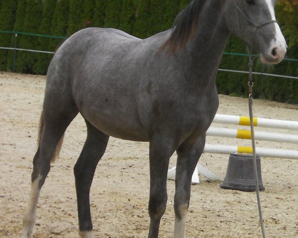 horse Carlsson K (Westphalian, 2009, from Charilan)