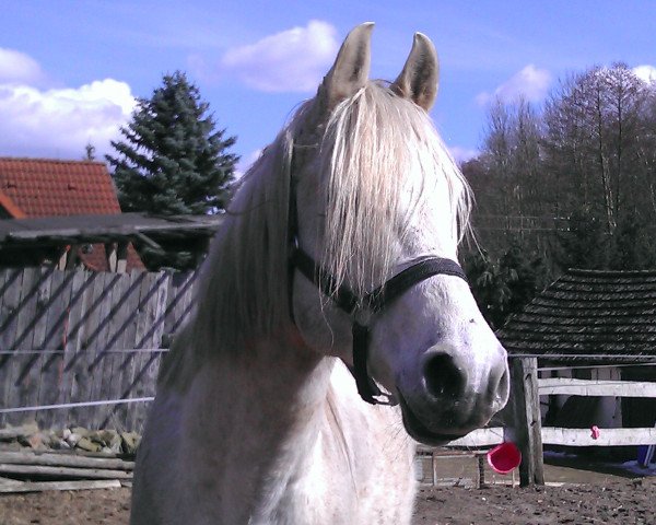stallion Fhedir Bey Ibn El Arab ox (Arabian purebred, 2002, from Sethos ox)