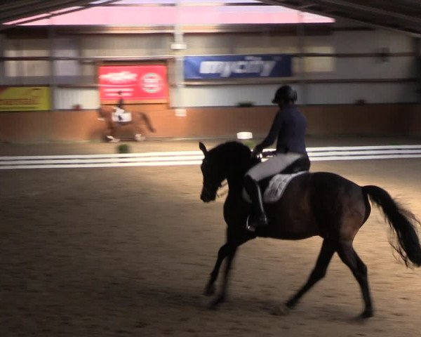 Pferdeleistungsschau Dressur Schlieckau 2022