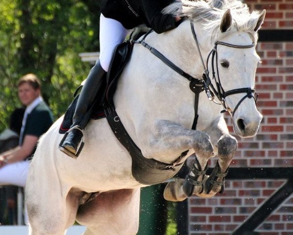 broodmare Cassina 43 (Holsteiner, 2004, from Cassini I)