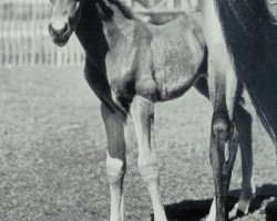stallion Ajax (Württemberger, 1959, from Julmond)