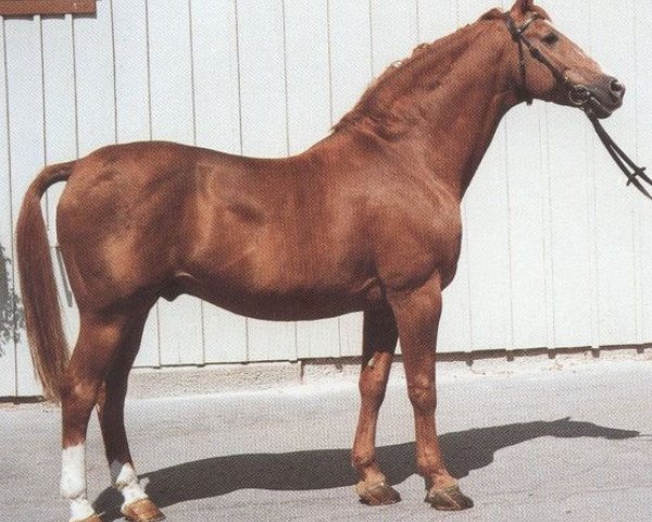 Deckhengst Anselm (Württemberger, 1967, von Ajax) Deckhengst Anselm (Württemberger, 1967, von Ajax)