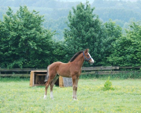 horse Lumox (Westphalian, 2012, from Light On OLD)
