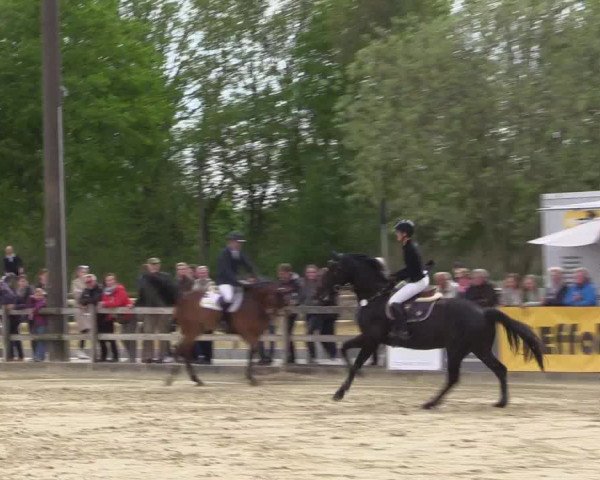 Reitturnier Nienberge 2022