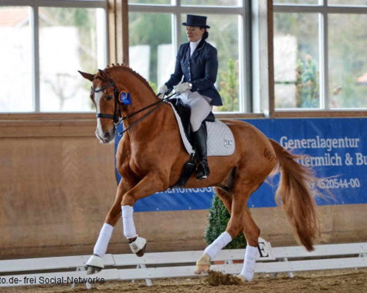 dressage horse Fabiano M (Hanoverian, 2002, from Fürst Heinrich)