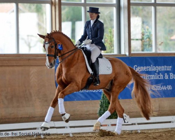 dressage horse Fabiano M (Hanoverian, 2002, from Fürst Heinrich)