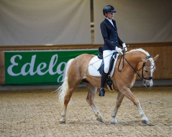 Dressurpferd Zwendy (Haflinger, 2016, von Waran)