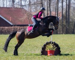 jumper Mia Emilia (Oldenburg show jumper, 2009, from Montender)