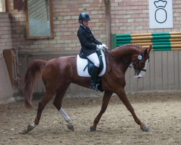 dressage horse Mac Werner (Westphalian, 2005, from Mon Chèri)