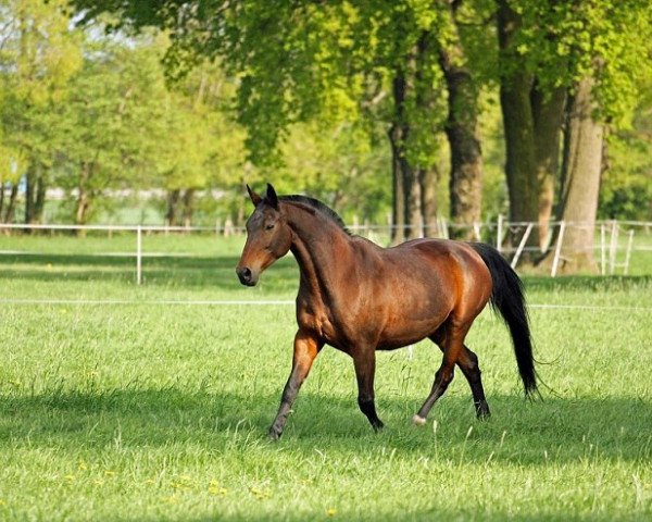 broodmare Grandezza (Hanoverian, 1992, from Grandenstern)