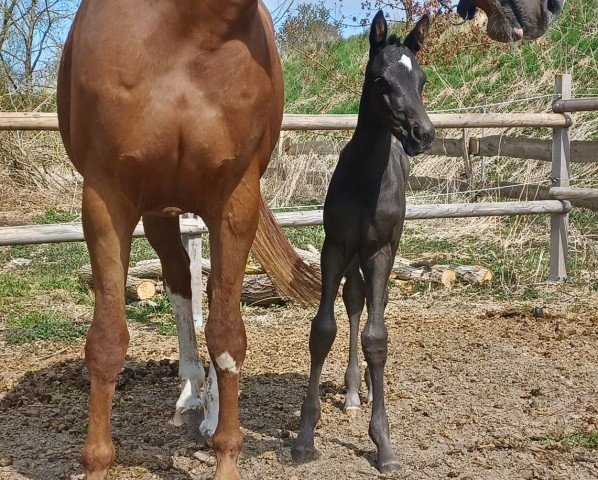 broodmare Wunderkind (Oldenburg, 2022, from Vivaldon)