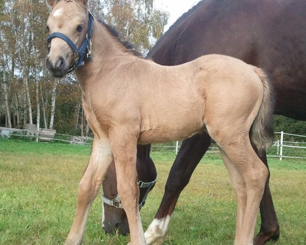 Deckhengst Marley 20 (Deutsches Reitpony, 2011, von Mannix) Deckhengst Marley 20 (Deutsches Reitpony, 2011, von Mannix)