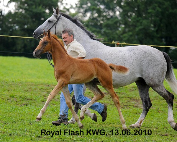 Pferd Royal Flash KWG (Schweizer Warmblut, 2010, von Raccato KWG)