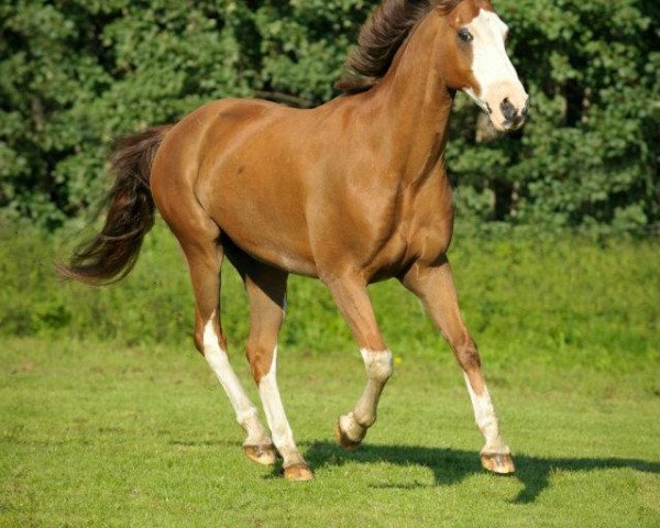 jumper Liberty 207 (German Riding Pony, 1995, from Lord)