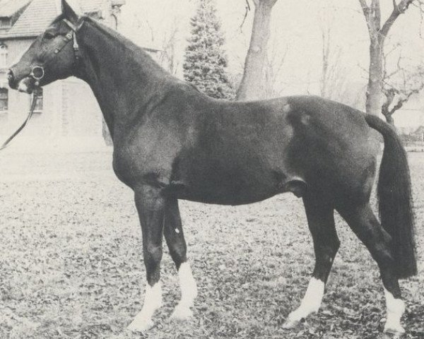 stallion Luckner (Hanoverian, 1966, from Lugano I 3963)