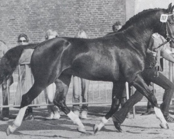 stallion Leonardo (Hanoverian, 1980, from Lungau)