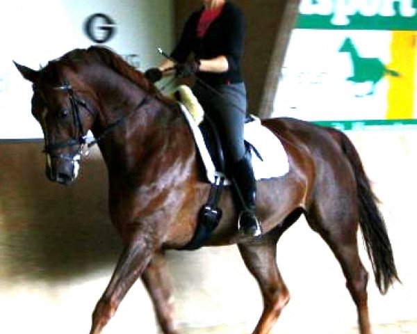 horse Rocky (Westphalian, 2001, from Rilke)