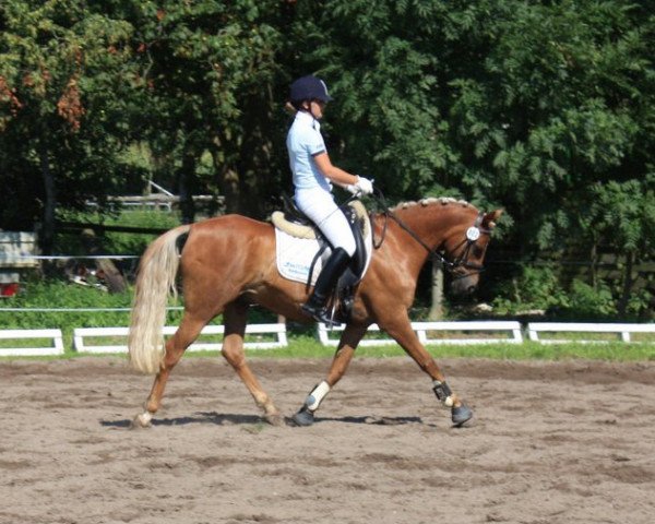 Dressurpferd Adolino 2 (Deutsches Reitpony, 2000, von Argon)