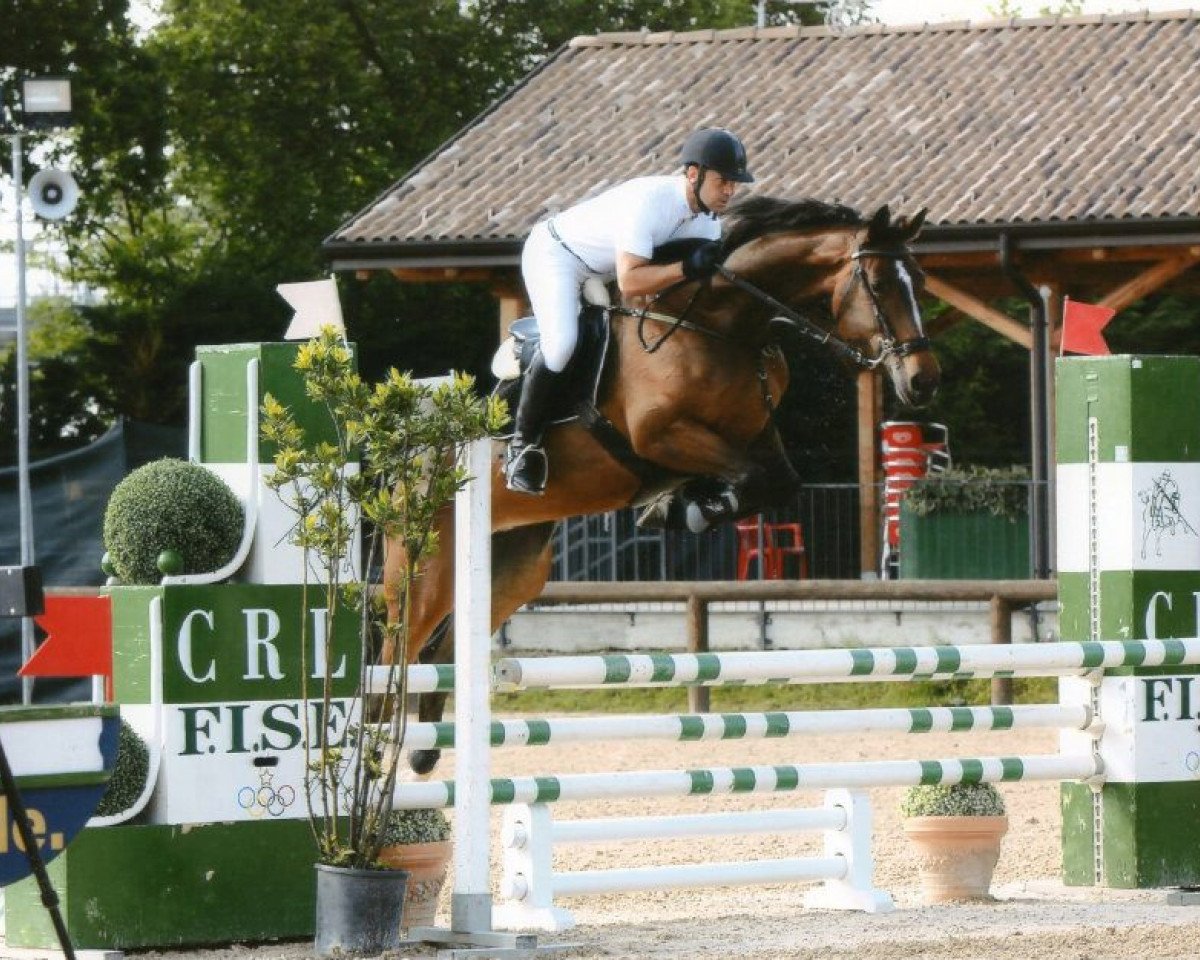 Kůň Pamina 448 (Westfálský kůň, 2006, od Pontifex 9)