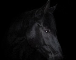 dressage horse Flachs (Hanoverian, 2004, from Feininger)