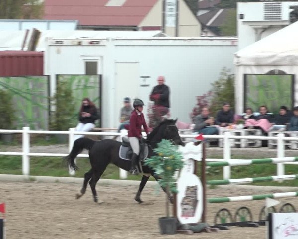 Reitturnier Ried am Riederberg 2022